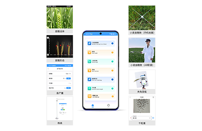 苏州市小麦表型测量仪IN-XM05